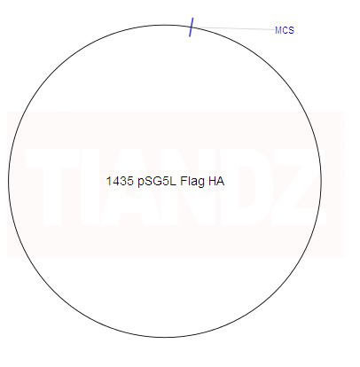 1435 pSG5L Flag HA(1435pSG5LFl