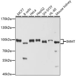 Mitofilin antibody