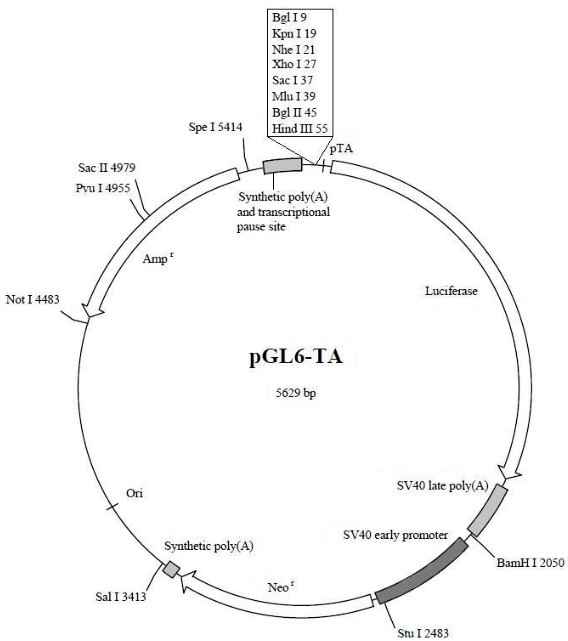 支原体染色检测试剂盒 细胞生物学试剂