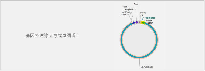 腺病毒包装价格