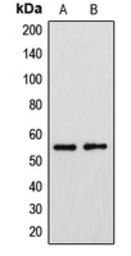 CYP39A1 antibody