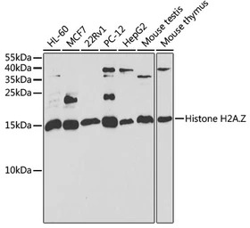 Histone H2A.Z antibody