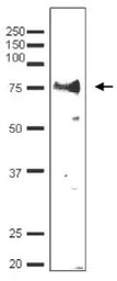 Taf7 (S. cerevisiae) antibody