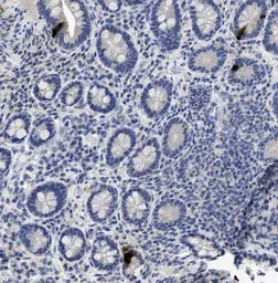 Peptide YY antibody [1]