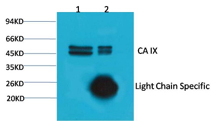CA IX/Carbonic Anhydrase IX Mo