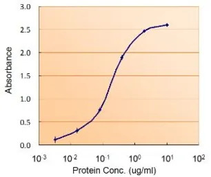 FOXO4 antibody, Internal