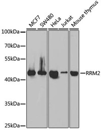 RRM2 antibody