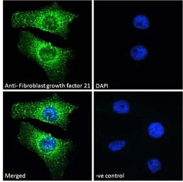 FGF21 antibody, Internal