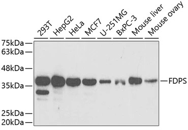 FDPS antibody
