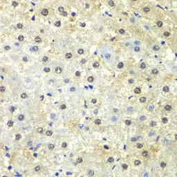 PSMD13 antibody