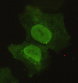 SOX2 Antibody (OAAB22145) in Monkey COS7 Cells using Immunocytochemistry