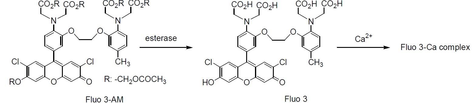 钙离子探针Fluo-3/AM