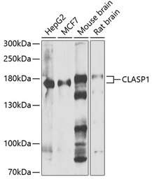 CLASP1 antibody