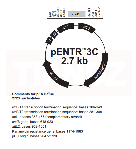 pENTR3C