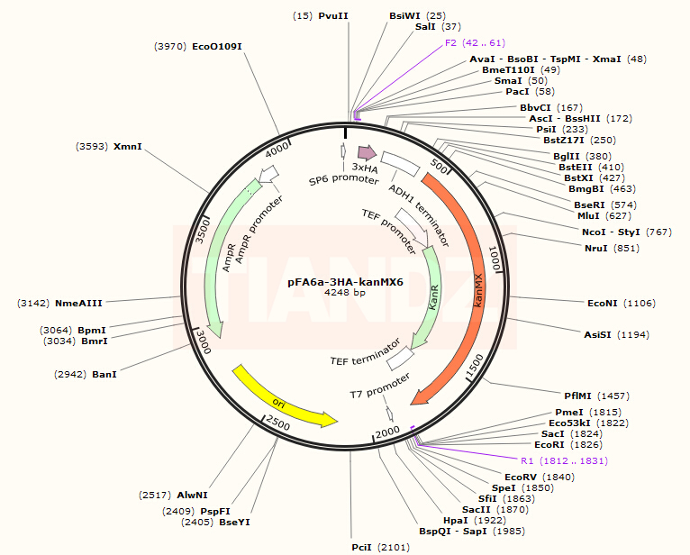 pFA6a-3HA-kanMX6
