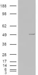 Casein Kinase 1 epsilon antibo