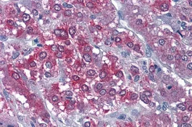 CaMKII alpha antibody, Interna