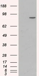 alpha 1 Catenin antibody, Inte