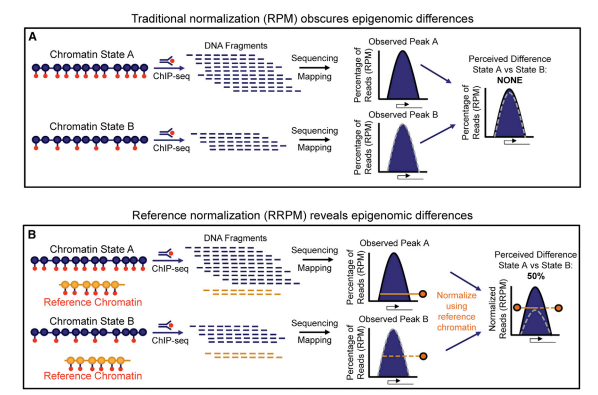 染色质免疫沉淀