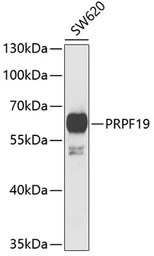 PRP19 antibody