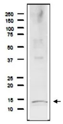 Rfa3 / Rpa3 (S. cerevisiae) an