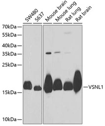 Visinin-like 1 antibody