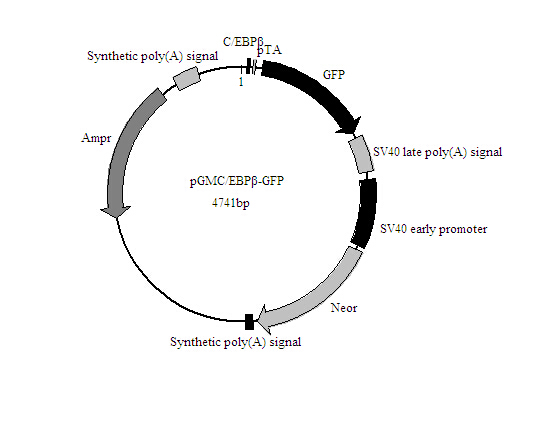 C/EBPβ-GFP报告基因质粒价格厂家