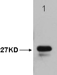 T7-Tag Antibody (OAAJ03315) in GST-T7 fusion protein using Western Blot