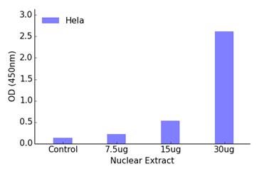 FOXB2 DNA-Binding ELISA Kit (OKAG00389) in Hela Nuclear Extract using ELISA