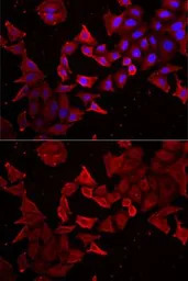 Caspase 14 antibody