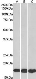 UBE2L3 antibody, C-term