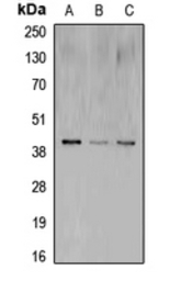 CREB antibody
