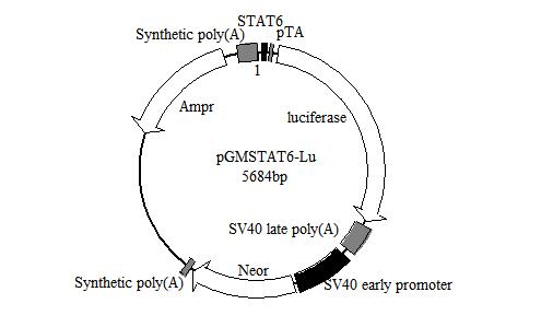 STAT6-Luc报告基因质粒 报告基因检测