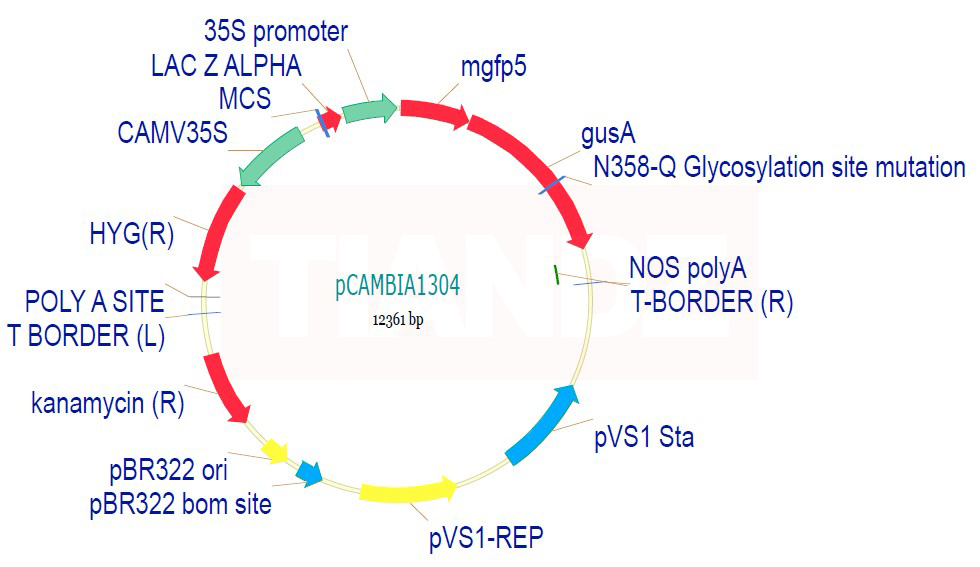 pcambia1304载体图谱