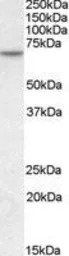 MTM1 antibody, C-term