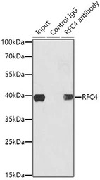 RFC4 antibody