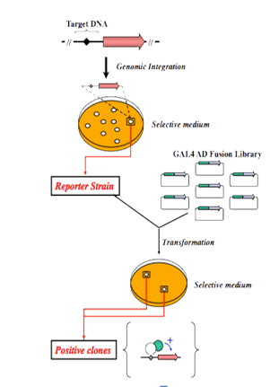 酵母表达系统技术路线示意图