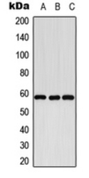 CYP8B1 antibody