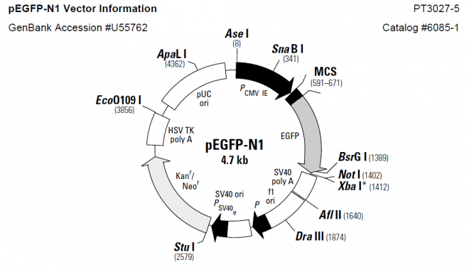 pLEGFP-N1 质粒图谱