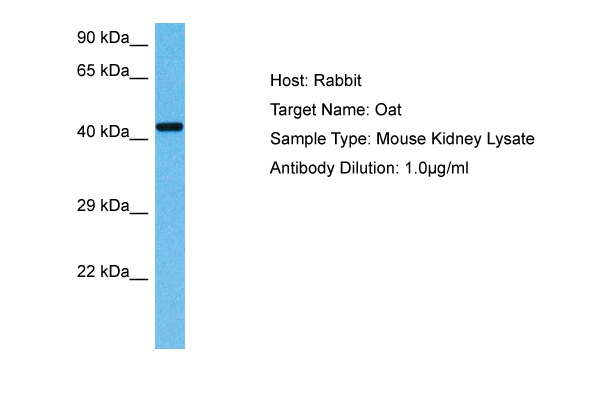 OAT antibody - middle region (ARP48134_P050) in Mouse Kidney using Western Blot