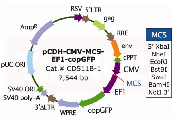 pCDH-CMV-MCS-EF1-copGFP