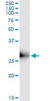 ORC6L Antibody (OAAL00612) in ORC6L transfected lysate using Immunoprecipitation