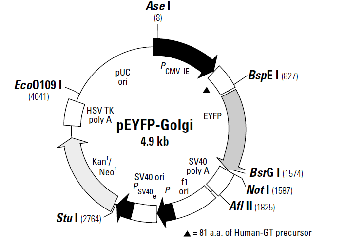 pEYFP-Golgi