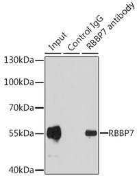 RbAp46 antibody