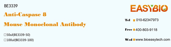 Caspase 8 Mouse Monoclonal Ant