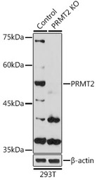 PRMT2 antibody