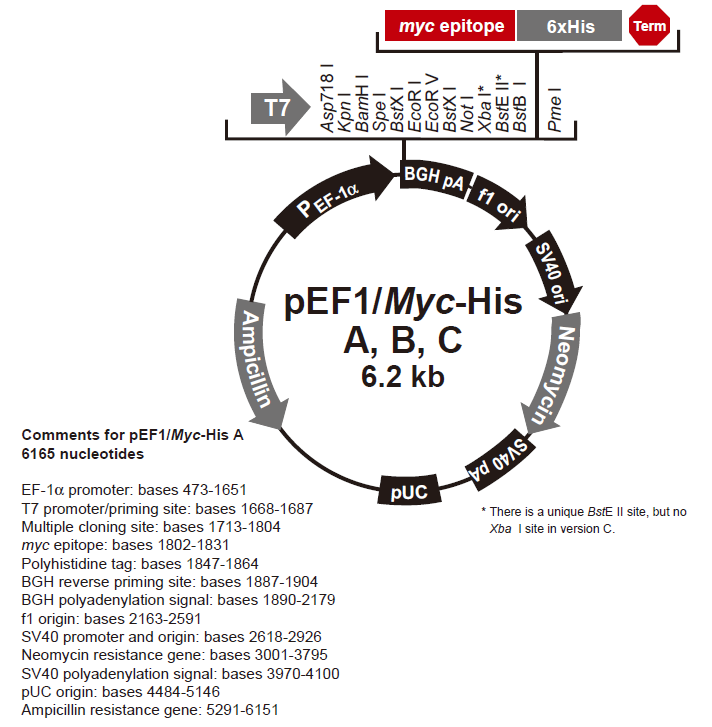 pEF1/myc-His B