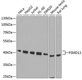 PSMD13 antibody