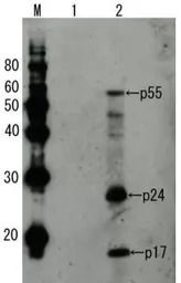 HIV1 p55 antibody