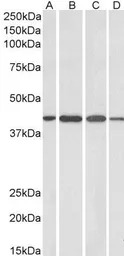Centaurin alpha 1 antibody, C-